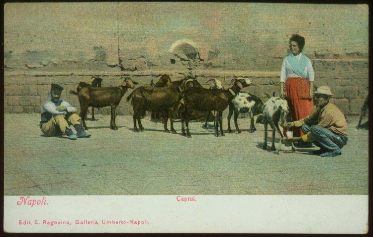 041810 GOAT HERDERS NAPLES NAPOLI ITALY ITALIA POSTCARD c 1900  