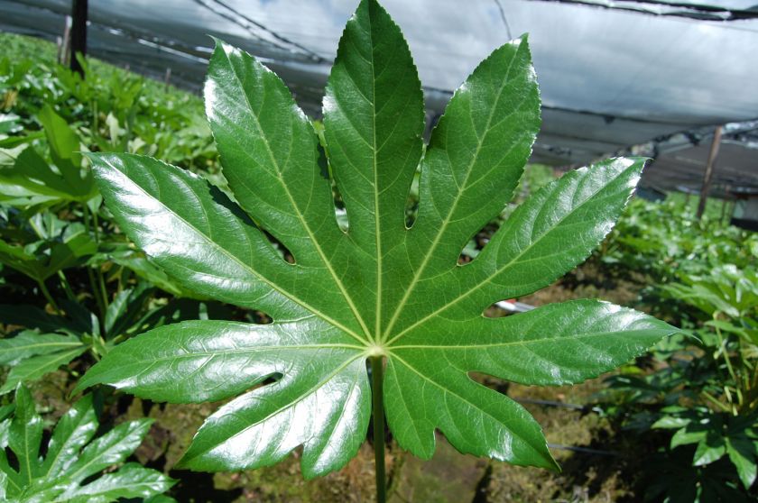 Fatsia Aralia Japonica Castor Oil Plant  