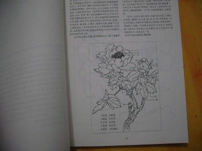 China Paeonia suffruticosa Reference sketch Book for Tattoo Flash 