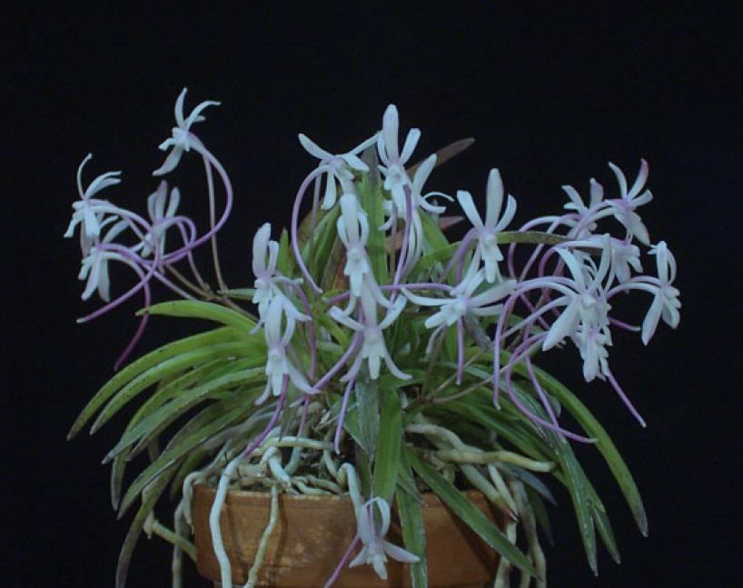 neofinetia falcata pink japanese wind orchid