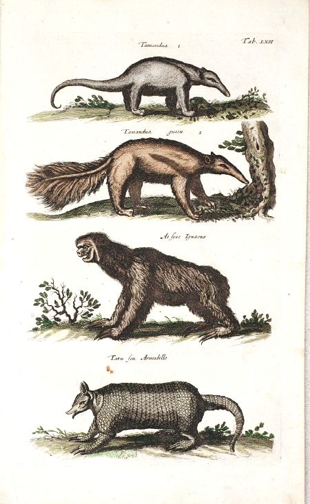 Antique Print, SLOTH, ARMADILLO, ENT EATER, Merian,Jonston,1660  