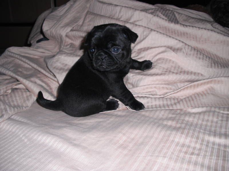 This Is Our New Female Black Baby Pug born June 2009