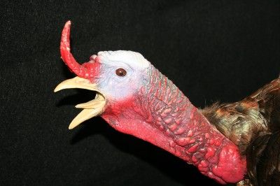 MOUNTED TROPHY TAXIDERMY LONGBEARD TOM TURKEY IRIDESCENT COLORED 