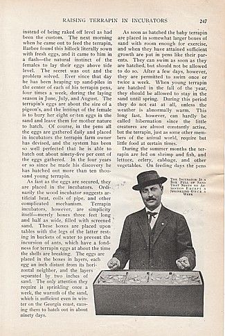 1914 Article Raising Terrapin in Incubators A.M. Barbee  