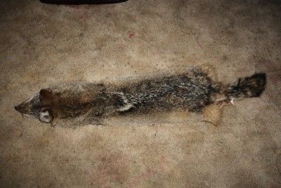 Huge L Prime Coyote Pelt/Fur/Hide/Skin for Taxidermy/Education (fox 