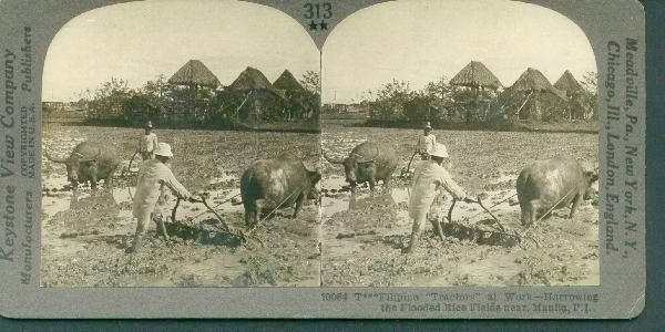 Water Buffalo Tractor working in Rice Fields Manila, PI  