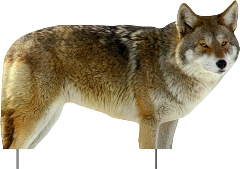 Extreme Dimensions Phantom Coyote Decoy   HD Decoy  