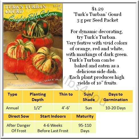 turks turban gourd is