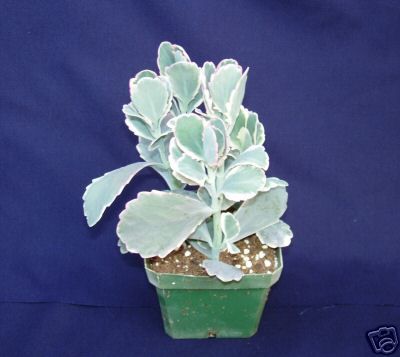 KALANCHOE FEDTSCHENKOI VARIEGATA, PINK, GREEN AND WHITE  