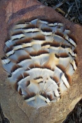 NATURAL CHUKAR PARTRIDGE PLUMAGE FEATHER PAD LOW SHIP  