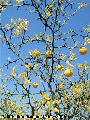 The trifoliate orange is extremely hardy, surviving temperatures well 