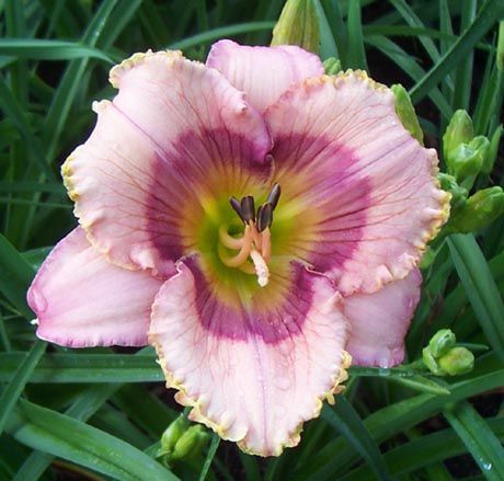 BLUE RIDGE SHEPHERD BOY DF BB4C Selman 2004 DAYLILY  