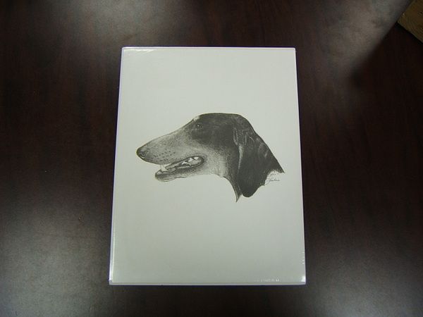 Dog Print Saluki pencil sketch hand signed 2000 (jd)  