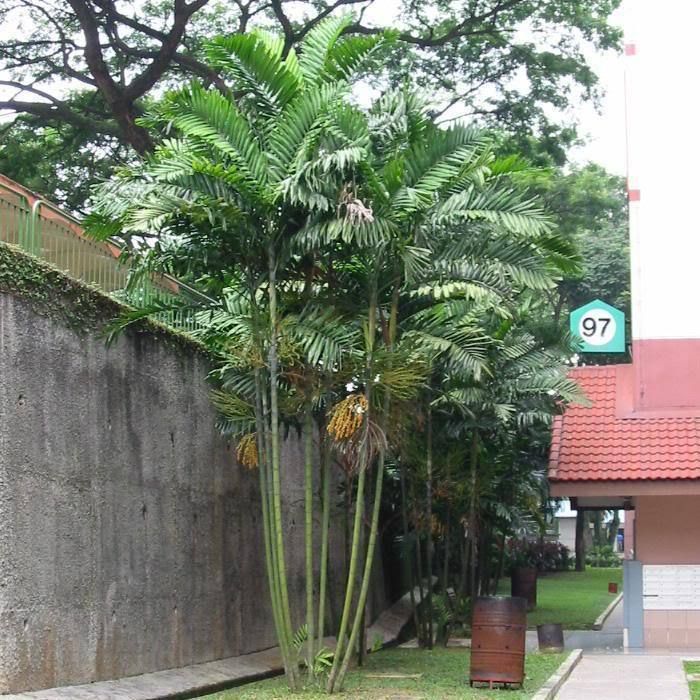 Gal LIVE MacArthur Palm Tree 6 12 inch Plant New Guinea  
