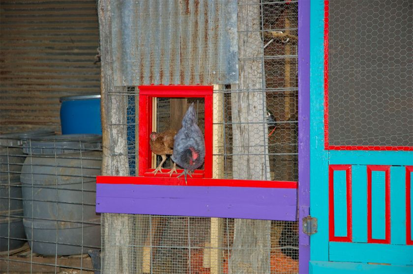 The Original Automatic Chicken Coop Door  