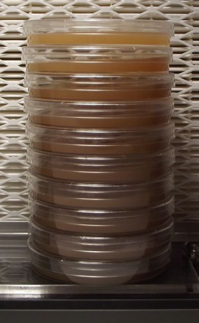   Extract Agar in 100X 15mm Petri Dishes Mushroom Fungi Substrate  