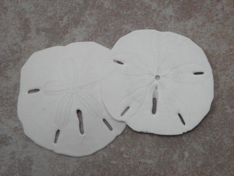 PC SAND DOLLARS SEA SHELL CRAFT WEDDING 3   3 1/2 #7615  